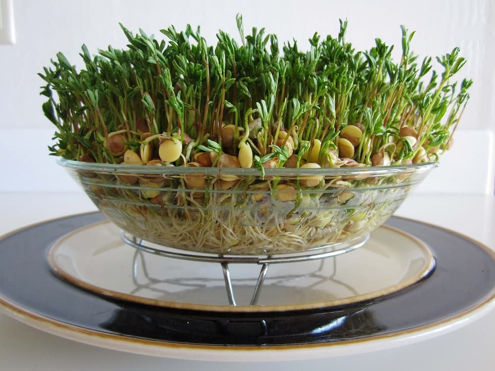 How to Grow Sabzeh for Nowruz