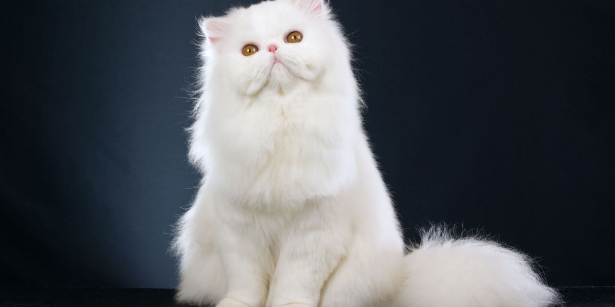 Persian Cat Care Tips Health Guide for Pet Owners