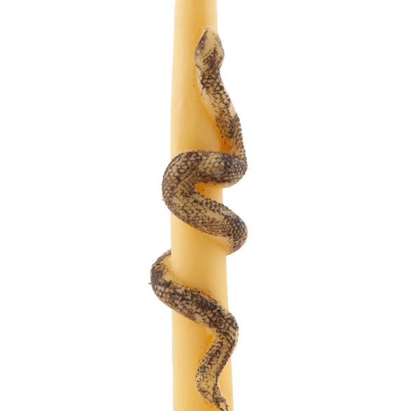 Cream Taper Candle with 1404 Snake Design